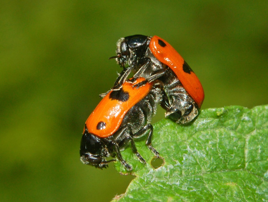 Coleotteri rossi a pois neri - Clytra laeviuscula